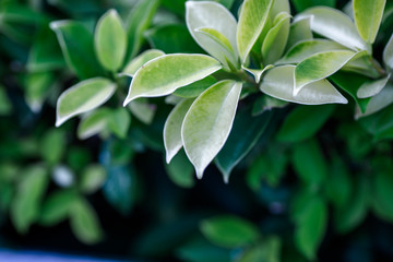 Close-up view of green leaves, natural background of flowers in a park with blurred direction of sunlight or wind blowing through, is a beautiful species.