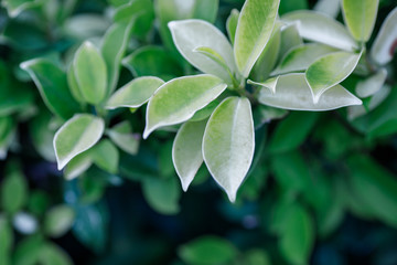 Close-up view of green leaves, natural background of flowers in a park with blurred direction of sunlight or wind blowing through, is a beautiful species.
