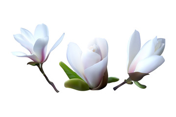 3d realistic magnolia white flowers. Vector illustration