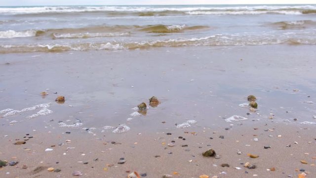 Sandy beach with rapan shells and a conch shell. Storm waves in the sea.