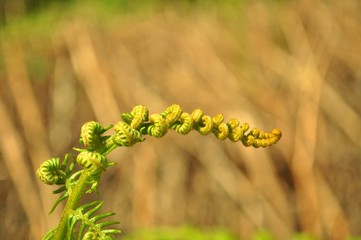 detail of a fern