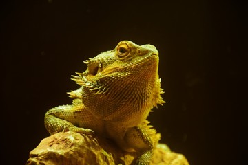 monitor lizard in a terrarium