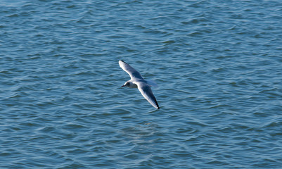 Fototapeta na wymiar seagull skimming the water