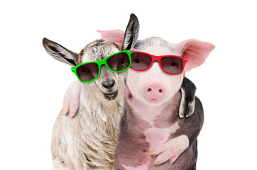 Portrait of a goat and a pig embracing each other in sunglasses isolated on white background