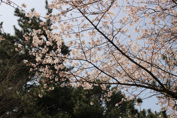 Blooming Cherry Blossom of Jeju Island
