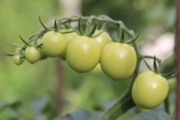 Summer nature photos