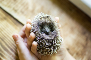 Little hedgehog in the children's hands.