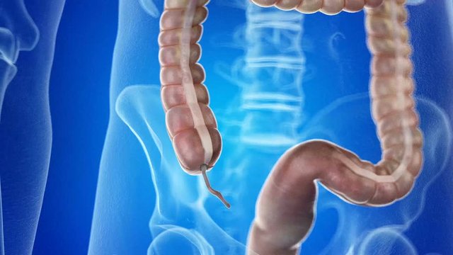 Appendix Inlet รูปภาพAppendix – เลือกดูภาพถ่ายสต็อก เวกเตอร์ และวิดีโอ17,905 | Adobe Stock