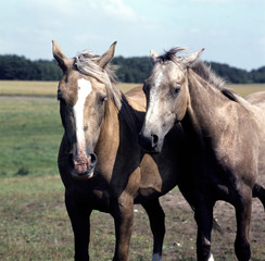 Fototapeta na wymiar Two horses