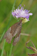 15.07.2018 DE, NRW, Lampertstal Groáes Ochsenauge , ver„nderliche Krabbenspinne Maniola jurtina (LINNAEUS, 1758) , Misumena vatia