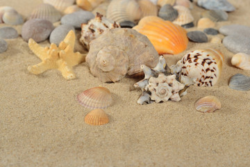 Fototapeta na wymiar Starfishes and seashells close-up on a sand