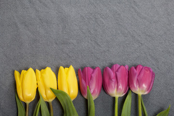 Yellow and pink tulips lined up in a row on a gray background.