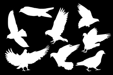 eight pigeon white isolated silhouettes