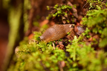 Detail of a snail in Belgium