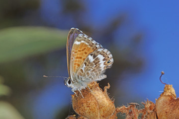 22.08.2018 ES, La Palma, Mirador Llano de las Ventas Cyclyrius webbianus Cyclyrius webbianus (BRULL, 1839)