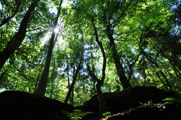 Forest in Luxemburg