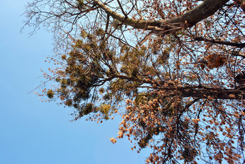 Tree branches with some dry yellow leaves and green mistletoe on blue sunny winter sky background