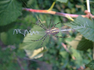Spider on its web in nature.