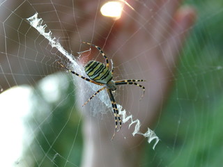 Spider on its web in nature.