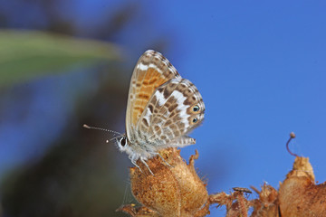 22.08.2018 ES, La Palma, Mirador Llano de las Ventas Cyclyrius webbianus Cyclyrius webbianus (BRULL, 1839)