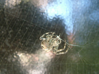 Spider on its web in nature.
