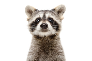 Portrait of a cute funny raccoon isolated on white background