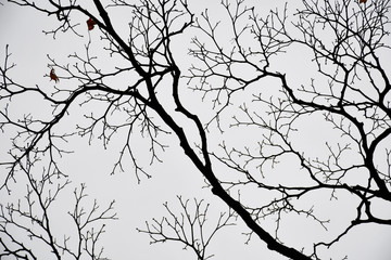 Autumn and winter branches, beautiful nature colors background.