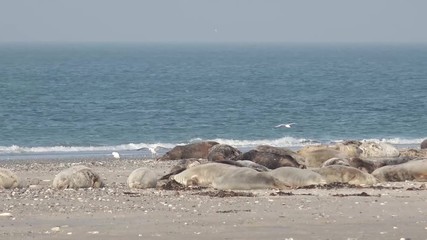 grey seals lying on coast in germany 