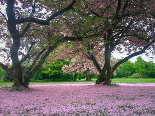 Beautiful huge magnolia tree with a carpet of fallen magnolia petals underneath after bloom at Nordpark in Duesseldorf, Germany