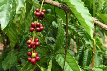 Coffee beans ripening on a tree