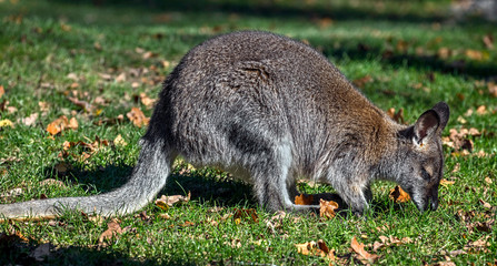 Young Bennett's wallaby. Latin name - Macropus rufogriseus	