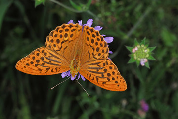 15.07.2018 DE, NRW, Lampertstal Kaisermantel, Silberstrich Argynnis paphia (LINNAEUS, 1758)