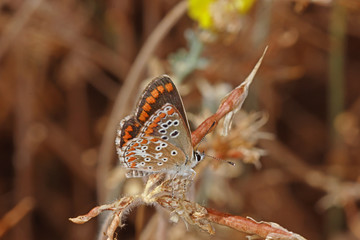20.08.2018 ES, La Palma, Ruta de los Volcanes Aricia agestis cramera Aricia agestis cramera (ESCHSCHOLTZ, 1821) © Tim's insects