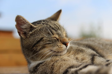 young cuddly cat	