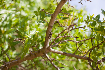 tree with insects