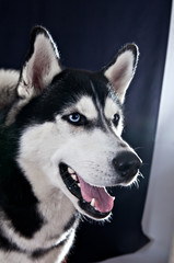 Portrait of a dog breed Siberian Husky on a black background in studio
