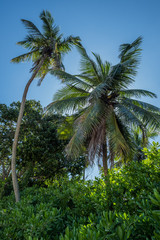 Fototapeta na wymiar Paradise beach in Seychelles, Mahé 