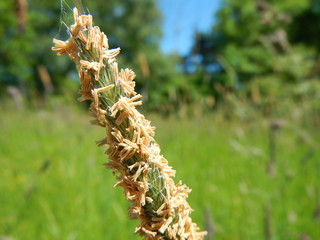 Seasonal Background, nature in summertime