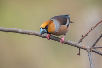 hawfinch, Coccothraustes coccothraustes