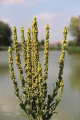 Summer, Czech republic, Europe