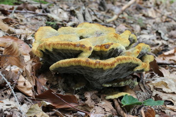 Summer, Czech republic, Europe