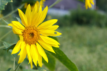  yellow flowers or sunflowers grow in a field in a meadow in the sun in summer and spring