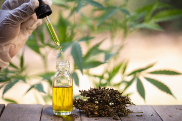 Hemp oil., Hand holding bottle of Cannabis oil against Marijuana plant, CBD oil pipette.