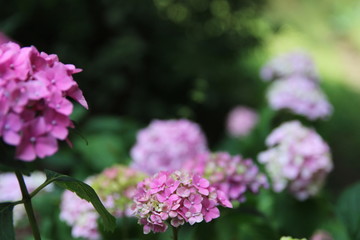 Summer nature, photo Czech republic, Europe