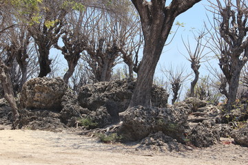 landscape trees on the island of Gili Ketapang