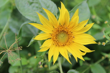 Summer, Czech republic, Europe