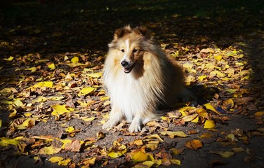 Fluffy doggie in autumn yellow leaves