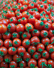 Selection of colorful tomatoes in farmers market 