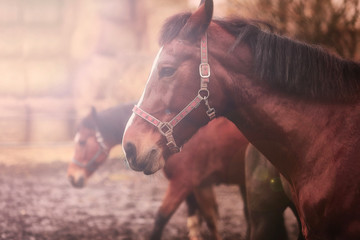 Obraz premium a beautiful horse