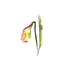 Narcissus. Watercolor drawing with spring flowers. Floral greeting card with single flower. Spring flower bouquet.